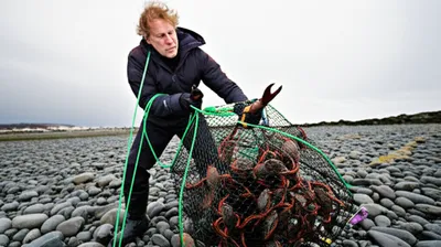 Illustration crabbed