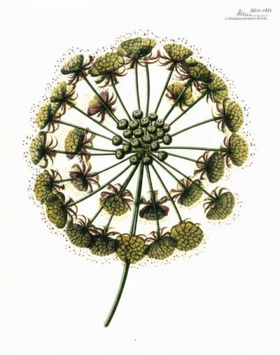 Illustration umbel - Image 2