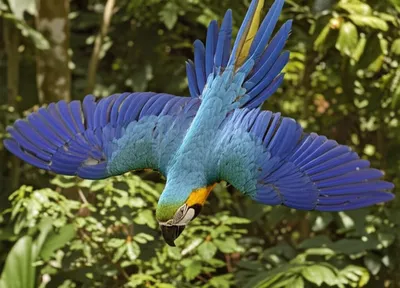 Illustration dives - Image 1