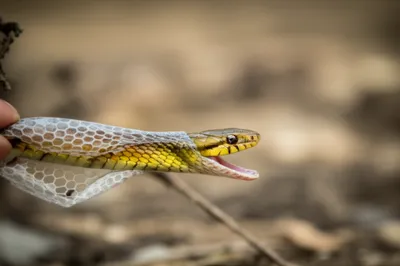 Illustration shedding - Image 1