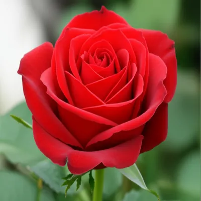 Hình ảnh minh họa beauty - Ảnh 1