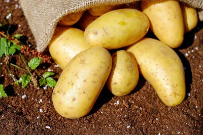 Illustration potatoes - Image 2