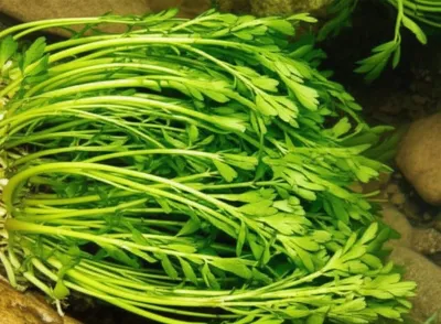 Illustration ribs - Image 1