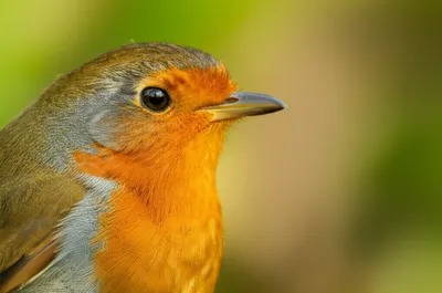 Illustration pileus - Image 1