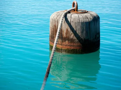 Illustration dolphins - Image 1