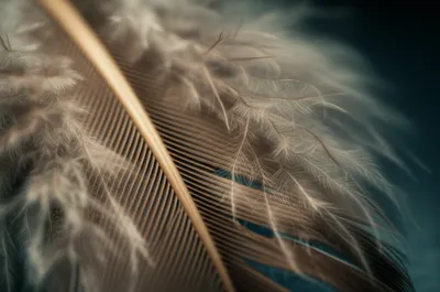 Illustration rami - Image 1