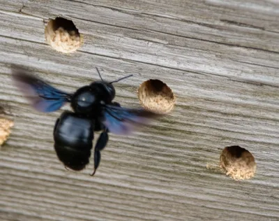 Illustration carpenter - Image 1