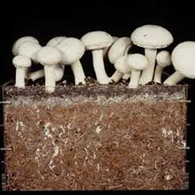 Illustration spawn - Image 3