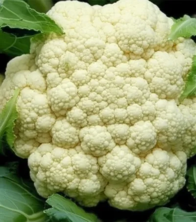 Hình ảnh minh họa cauliflower