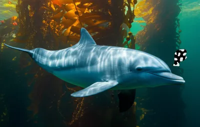 Illustration cowfish - Image 1