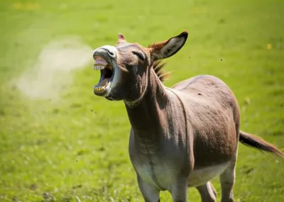 Illustration brayed - Image 1