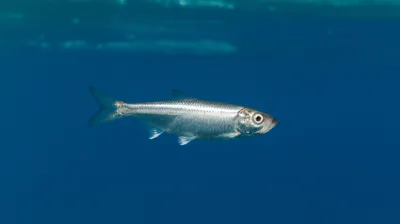 Illustration sills - Image 1