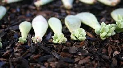 Illustration propagation - Image 2