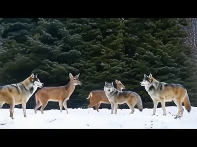 Illustration bitch - Image 1