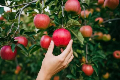 Illustration lease - Image 1