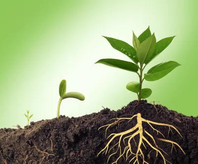 Illustration improvement - Image 1