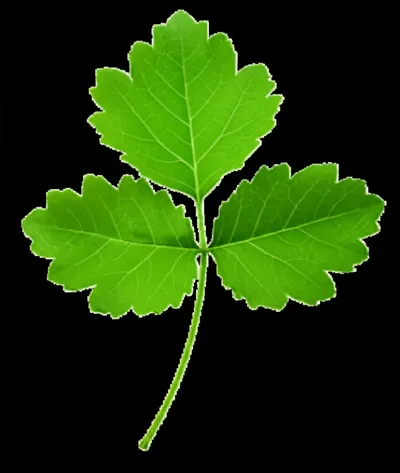 Illustration trifoliate