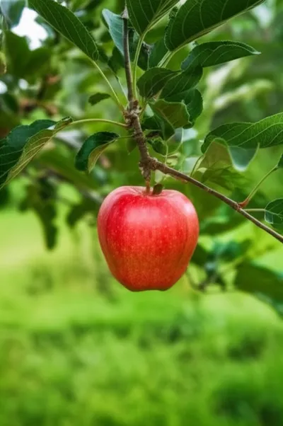 Illustration fallen - Image 1