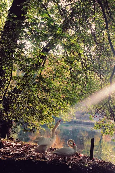 Illustration rayed - Image 2