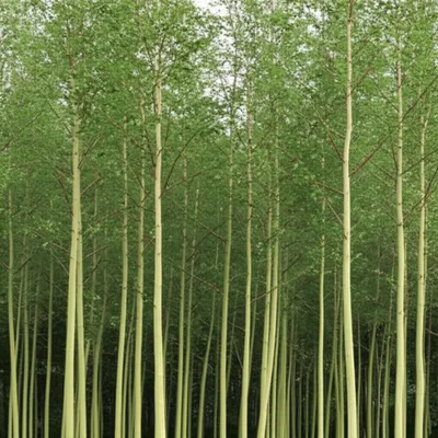 Illustration aspens - Image 1
