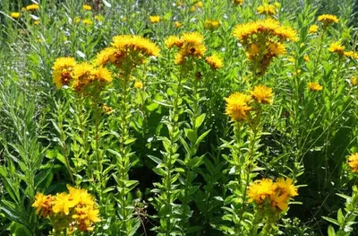 Illustration worts - Image 1