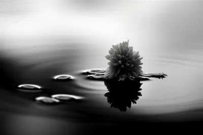 Illustration died - Image 1