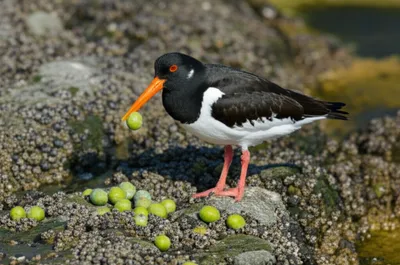 Illustration olives - Image 1