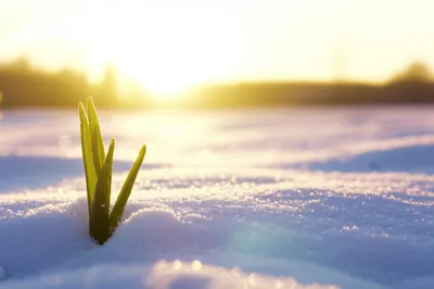 Illustration advent - Image 2