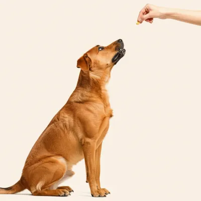 Hình ảnh minh họa conditioning - Ảnh 1