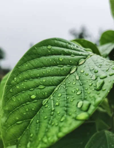 Illustration drip - Image 1