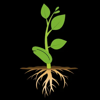 Illustration stem - Image 1