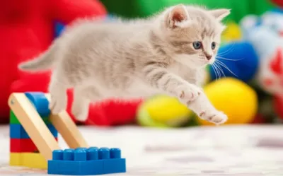 Illustration cat - Image 1