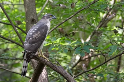 Illustration sparrowhawk - Image 1