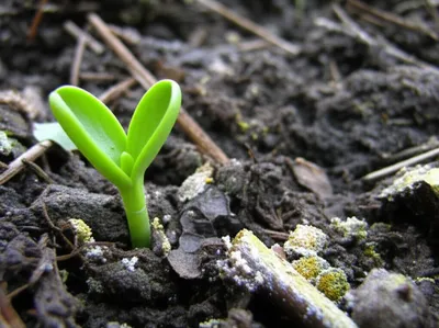 Illustration mould - Image 1