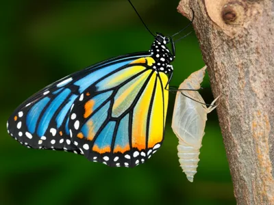 Illustration molts - Image 1