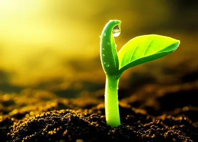 Illustration fresh - Image 1