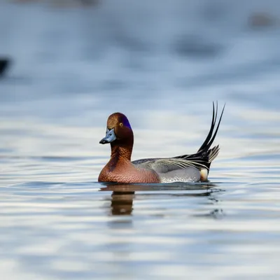 Illustration pintail - Image 1