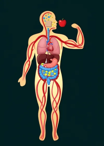 Illustration metabolizes - Image 1