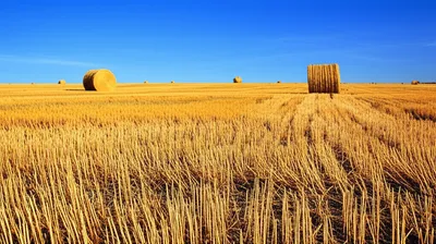 Illustration cornfields - Image 1