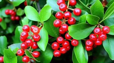 Illustration currant - Image 1