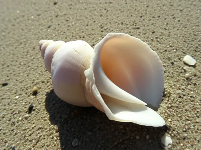 Illustration seashell - Image 1
