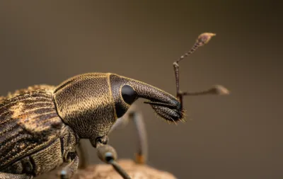 Illustration rostrum - Image 1