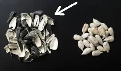 Illustration hull - Image 2