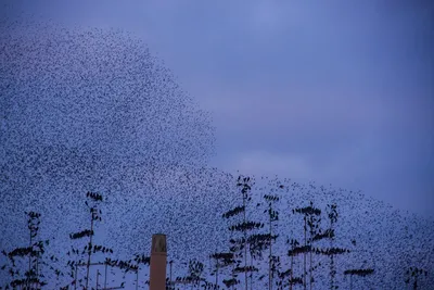 Illustration swarming - Image 2