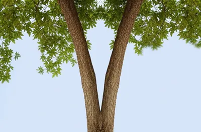 Illustration bifurcate - Image 1