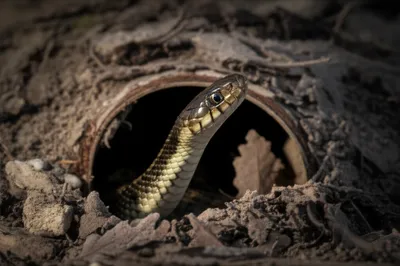 Illustration snaked - Image 1