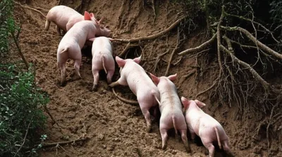 Illustration pigs - Image 1