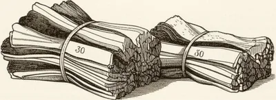 Illustration kip - Image 1