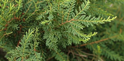 Illustration spray - Image 1