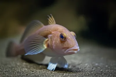 Illustration pouting - Image 1